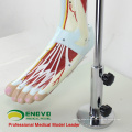 MUSCLE04 (12026) Parties Muscles de jambe avec vaisseaux principaux et nerfs (Modèle anatomique) 12026